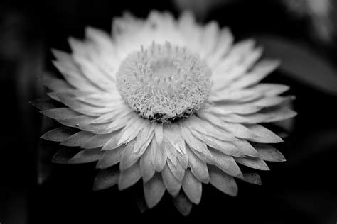 Flower In Monochrome Monochrome Black And White Photography Black