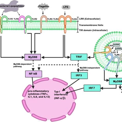 Schematic Diagram Of Toll Like Receptor Tlrs Signaling Pathways Tlrs Download Scientific