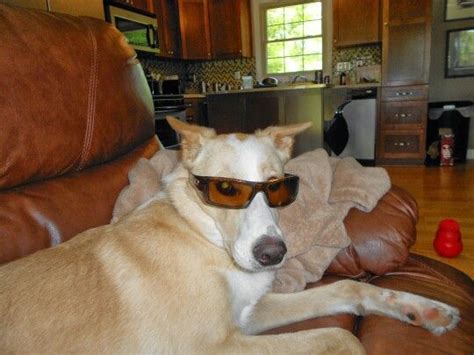 Cool Dude Animals Dogs Dude