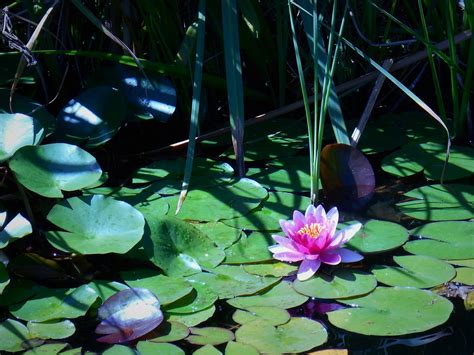 Water Lily Pads Lake Free Photo On Pixabay Pixabay