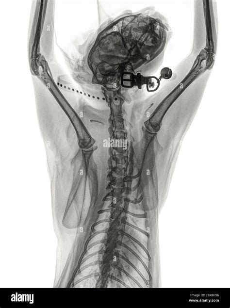 Digital Dorso Ventral X Ray Of The Thorax Front Legs And Head Of A