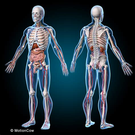 Anatomy Structure Of Human Body
