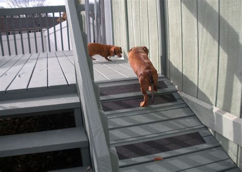 Luxury Diy Folding Dog Ramp Tips Dog Stairs Dog Ramp Dog Backyard