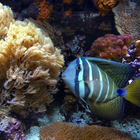 Free Images Underwater Fauna Coral Reef Invertebrate