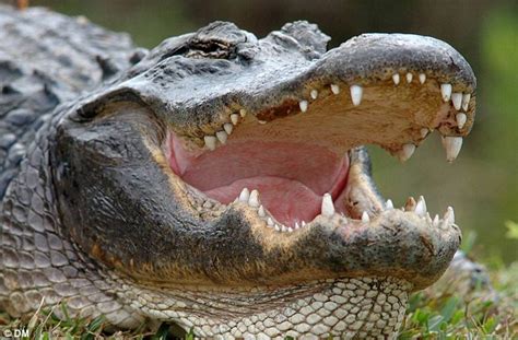 Zimbabwean Pastor Eaten By Crocodiles While Trying To Walk On Water Like Jesus Welcome To