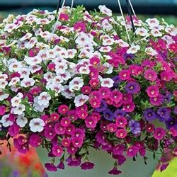 Hanging baskets with full of beautiful flowers definitely provide a special. 17 best drought tolerant hanging plants images on ...