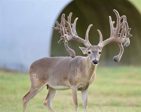 M3 Whitetails Havent Been Kicked To The Curb Yet Deer Breeder In