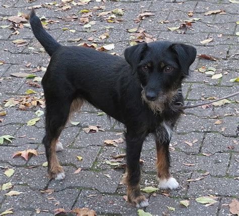 Deutscher Jagdterrier Steckbrief Character Gesundheit Haltung Pflege