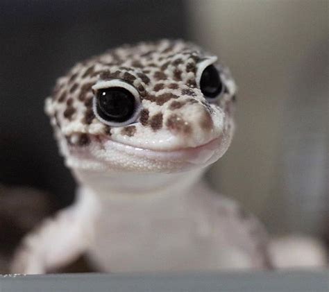Leopard Gecko Leopard Gecko Cute Cute Gecko Cute Lizard Lepord Gecko