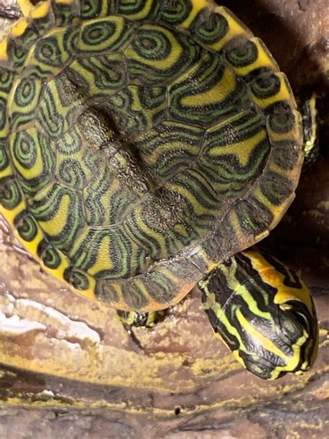 Yellow Bellied Slider Turtle Complete Guide To Care Diet Breeding