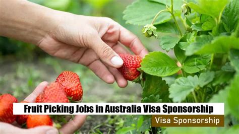 Fruit Picking Jobs In Australia With Visa Sponsorship Apply Now