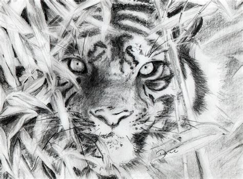 Bengal Tiger Pencil Drawing Pencil Drawings Drawings Cool Art