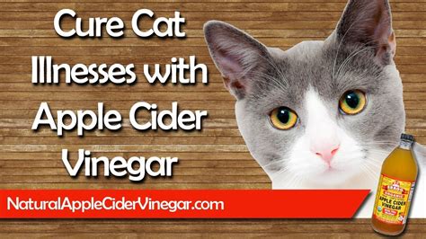 We prefer that if you post photos, it be of your own cat(s) or one(s) you personally know. 3 Ways to Use Apple Cider Vinegar to Cure Cat Illnesses ...