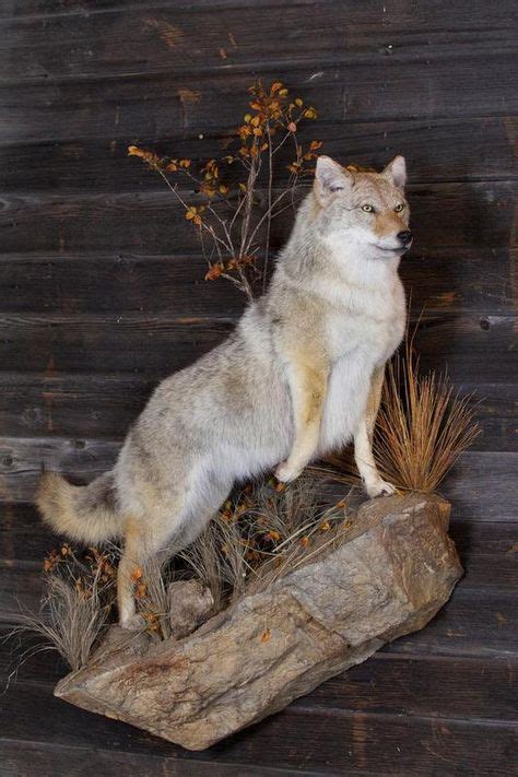5 533×800 Coyote Mounts Taxidermy Animal Figures