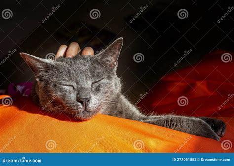 Child S Hand Scratches The Head Of A Cute Gray Burmese Cat On An Orange