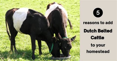 5 reasons to add dutch belted cattle to your homestead