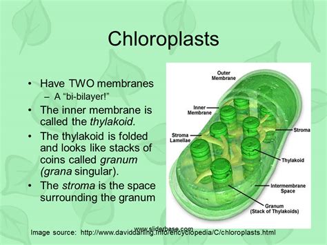 Chloroplast In Plant Cell