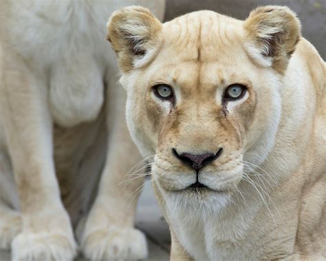 Gallery For Female White Lion