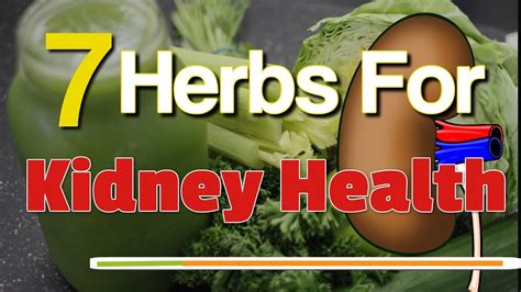 7 Herbs For Kidney Health A List Of The Top “super Herbs” To Cleanse