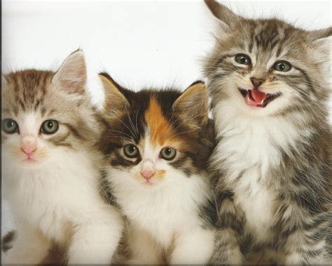 Kittens Cat Cats Kittens Baby Cute 34 Wallpapers Hd Desktop And