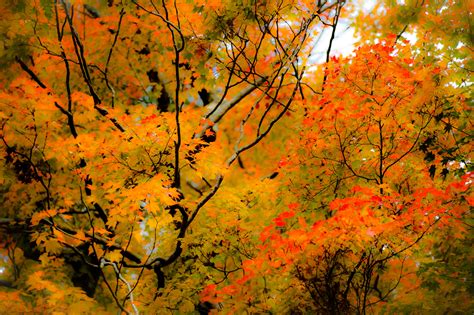 76 Fall Foliage Desktop Wallpaper On Wallpapersafari