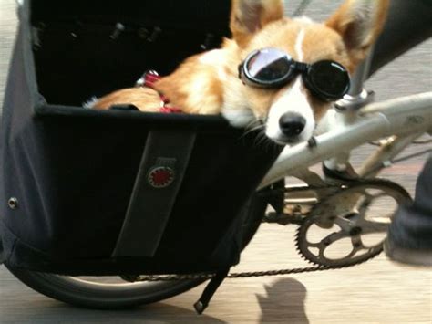 Bike Rides Are More Fun With Doggles Reminds Me Of A Doggie I Saw In