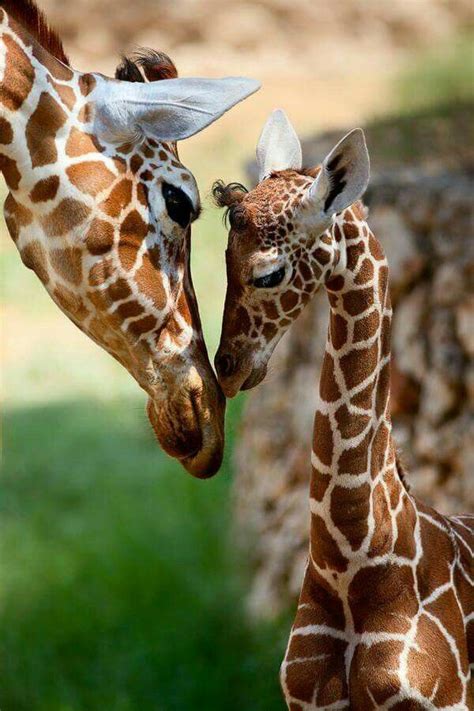 Giraffe Mother And Baby Cute Animals Animal Photography Animals Wild