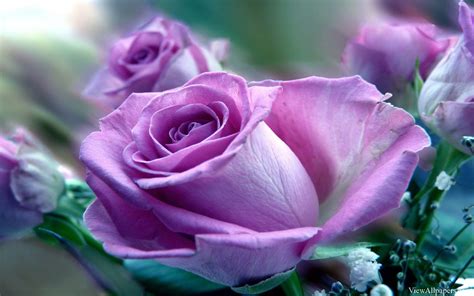 Purple Rose Flower Wallpapers Wallpaper Cave