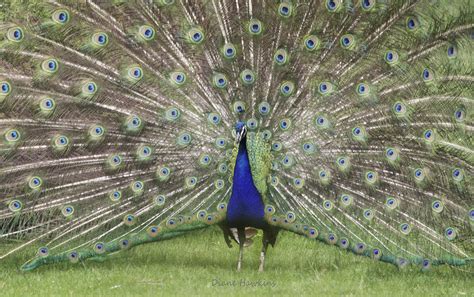 The Peacock Photograph By Diane Hawkins Pixels