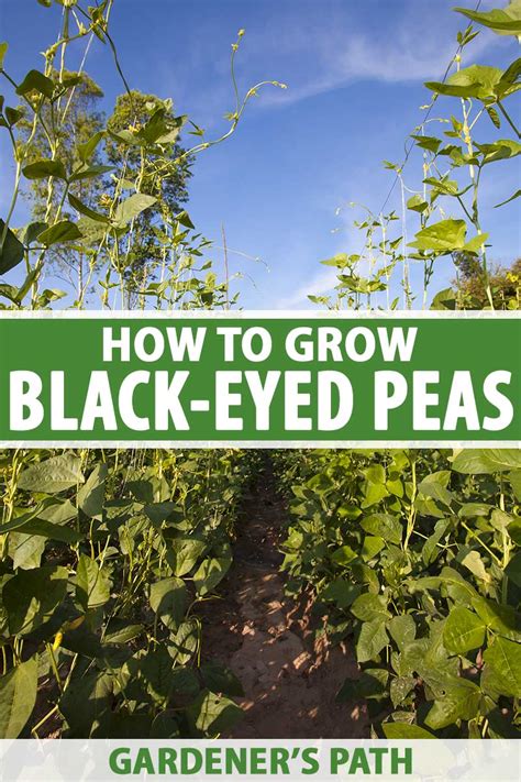 How To Plant And Grow Black Eyed Peas Gardeners Path