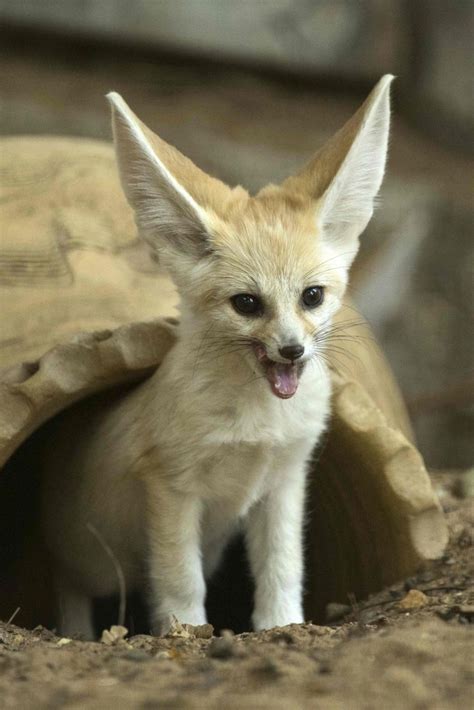 30 Baby Fennec Fox Pet You Must Know Baby Eye Color At 2 Months