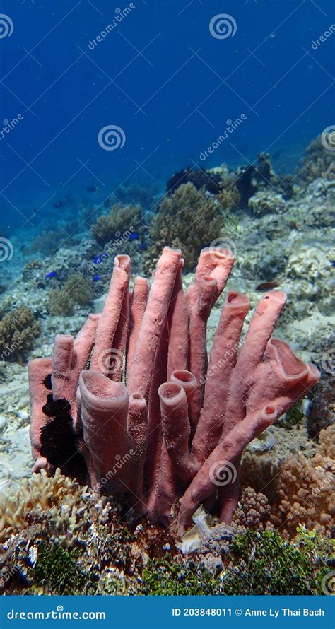 Pink Tube Sponge Coral Reef Of Indonesia North Of Gili Trawangan And