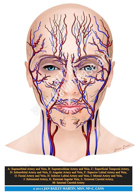 Skin Arteries Veins Botox Education Botox Facial Anatomy Facial