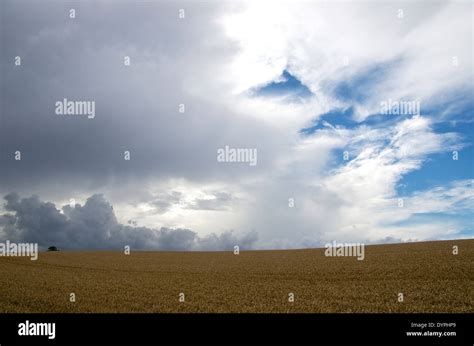 Late Afternoon Sky And Clouds Over A Wheat Field In Cambridgeshire