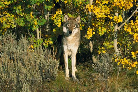 Timber Wolf Canis Lupus Portrait Among Aspen Trees、 Teton 01543022171