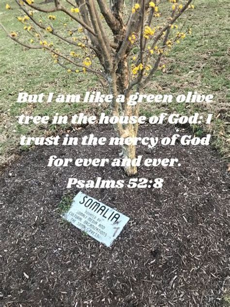 Psalm 528 But I Am Like A Green Olive Tree In The House Of God I