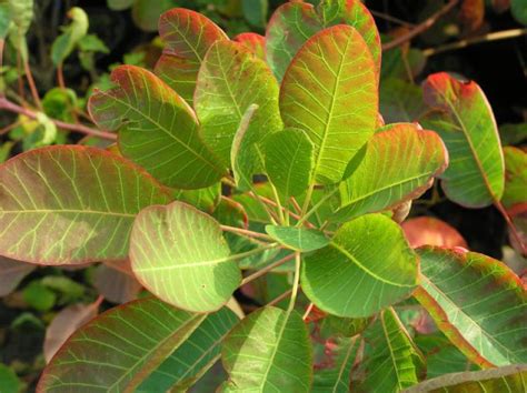 Rhus cotinus, the european smoketree, eurasian smoketree, smoke tree, smoke bush, venetian sumach, or dyer's sumach, is a species of flowering plant in the family anacardiaceae, native to a large area from southern europe. Perückenstrauch, Cotinus coggygria direkt von der ...