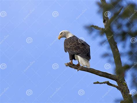 American Bald Eagle In A Tree Stock Photo Image Of Freedom Majestic