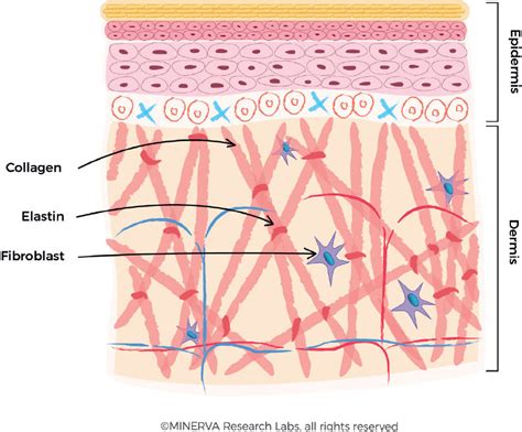 The Production Of Collagen Fibres In The Dermis The Fibroblast
