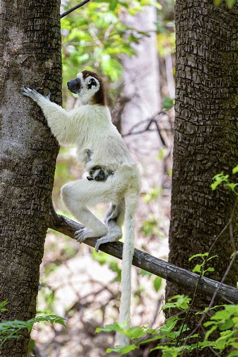 Verreauxs Sifaka Propithecus Verreauxi Kirindy Forest Madagascar