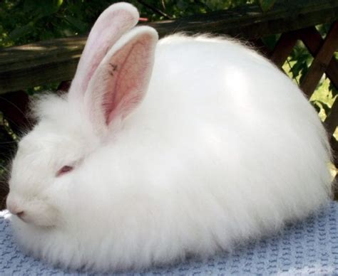 Those born under the sign of the rabbit are conservative, friendly, and. How to care for your Angora Rabbit - The Frisky