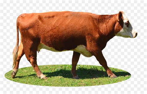 Sapi Limousin Highland Ternak Holstein Friesian Ternak Gambar Png
