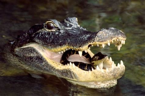 Alligator With Baby Baby Alligator Animal Sounds Crocodiles