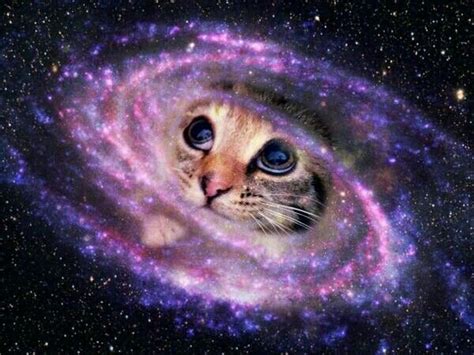 Spacecats Gatos Bonitos Pintura De Gato Gato Psicodelico