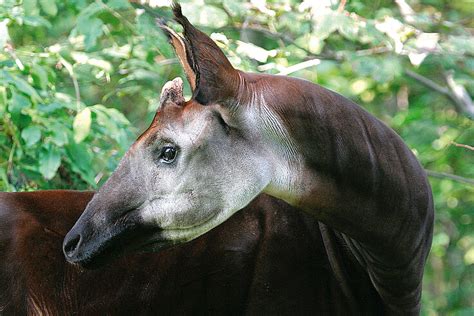 Okapis Meet Them At Zoo Leipzig