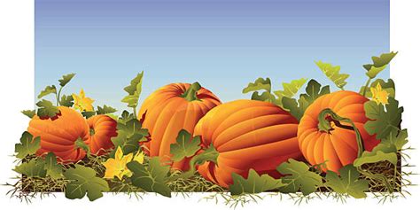1400 Pumpkin Patch Vector Stock Illustrations Royalty Free Vector