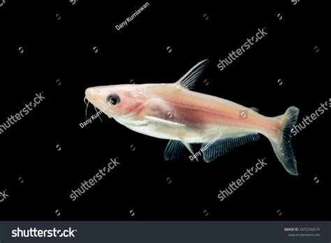 Baby Albino Catfish Pangasius Hypophthalmus On Stock Photo 1672292674