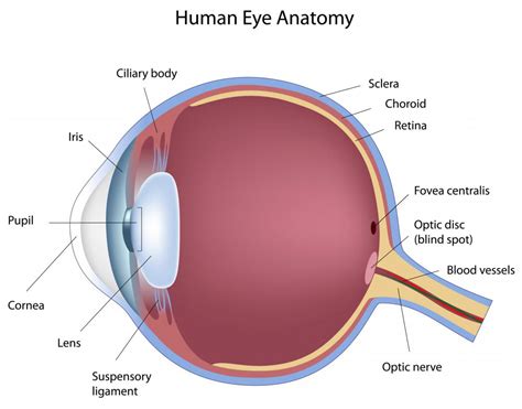 What Are The Major Parts Of The Eye With Pictures