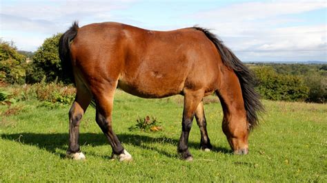 Overweight Horses Care And Feeding Guide