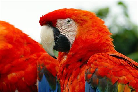 Scarlet Macaw Parrots Hd Wallpaper Wallpaper Flare